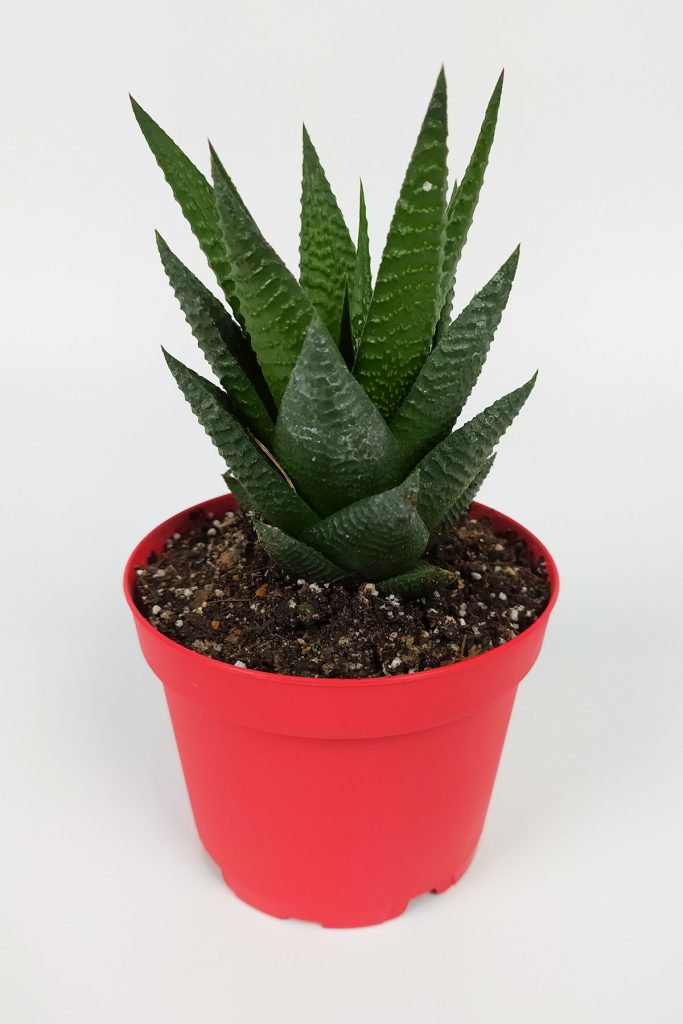 Haworthia Limifolia Sukulent