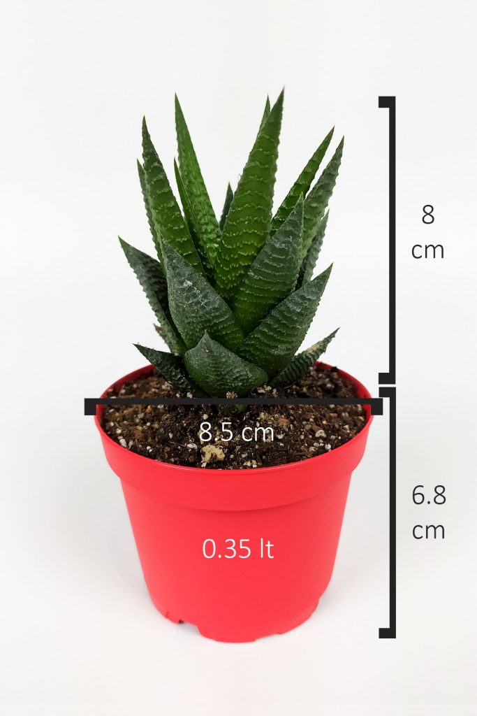 Haworthia Limifolia Sukulent