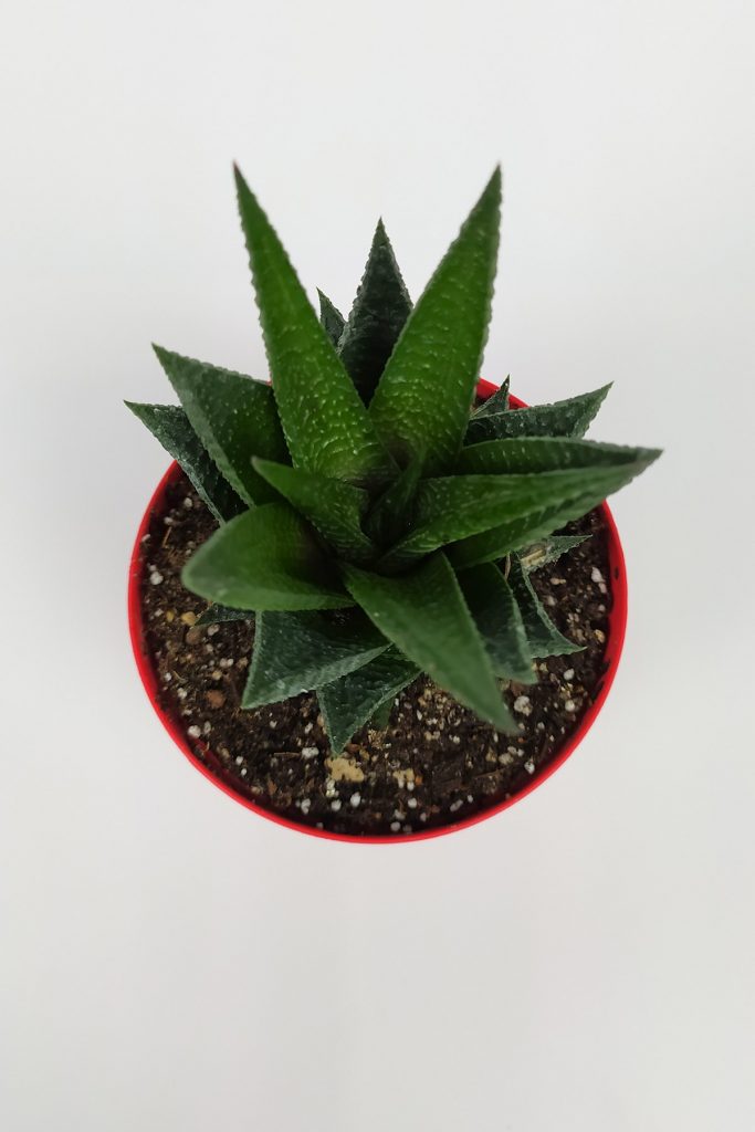 Haworthia Limifolia Sukulent