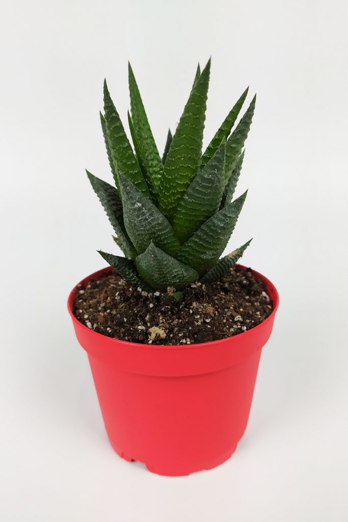 Haworthia Limifolia Sukulent