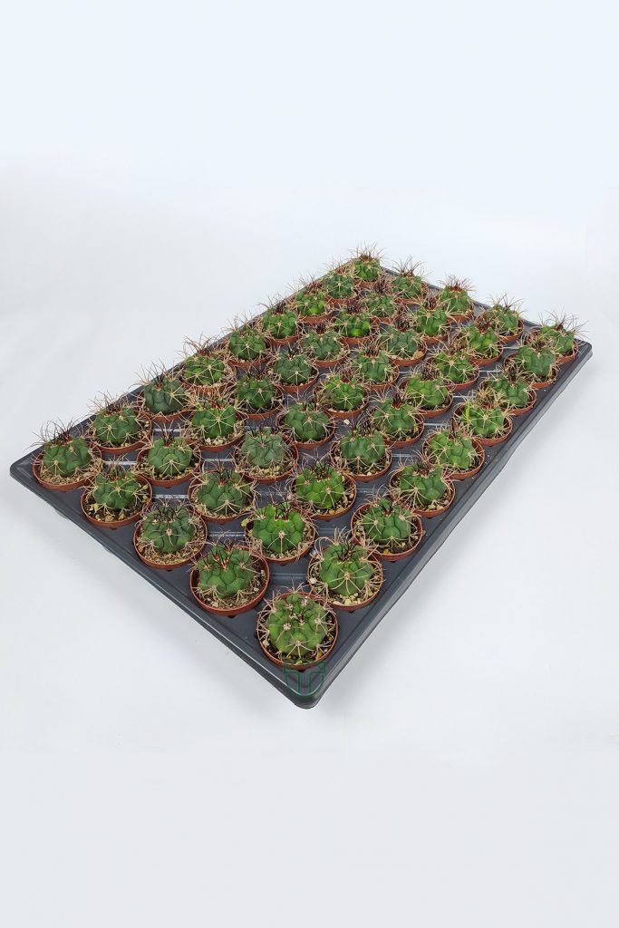 Gymnocalycium Marquezii toptan satış