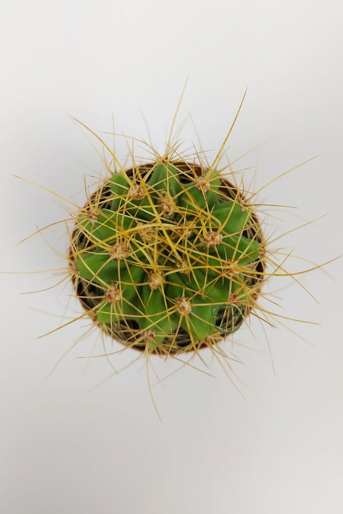 Echinopsis Aurea Kaktüsü