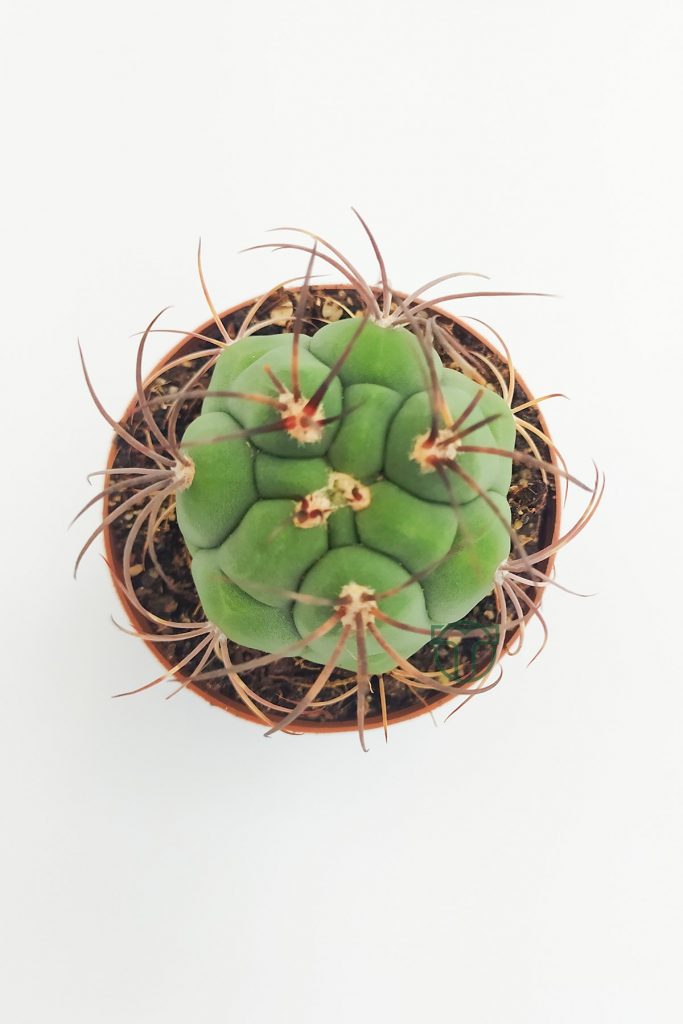 Gymnocalycium Marquezii