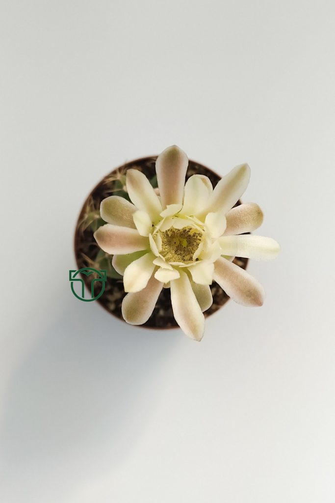 Gymnocalycium Mihanovichii beyaz çiçekli kaktüs