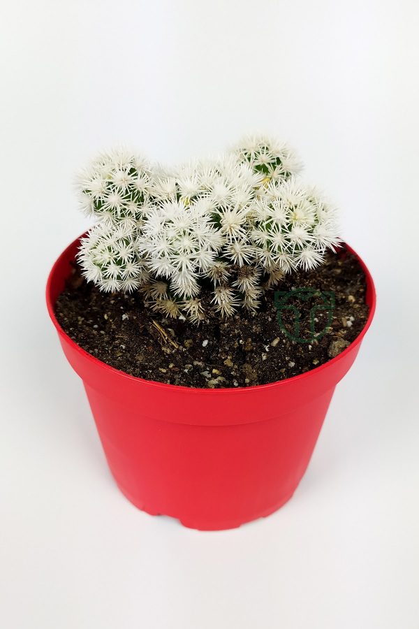 Mammillaria Gracilis Arizona Snowcap Beyaz Kartopu Kaktüs