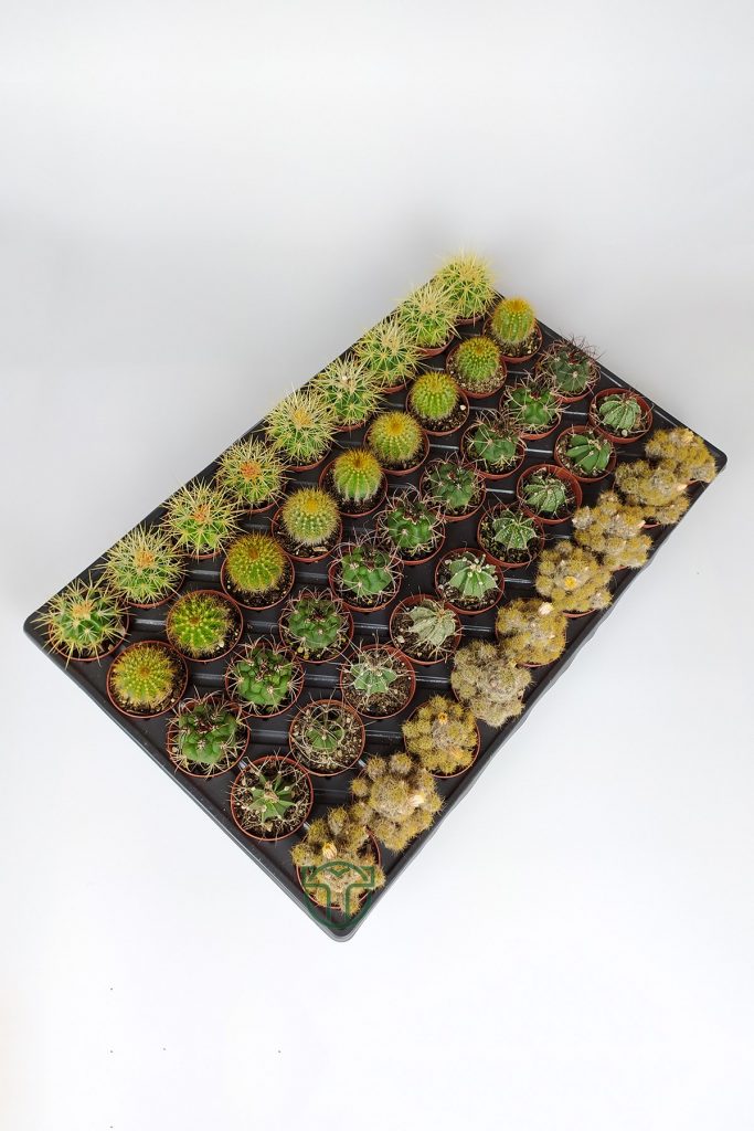 45 special species of cacti