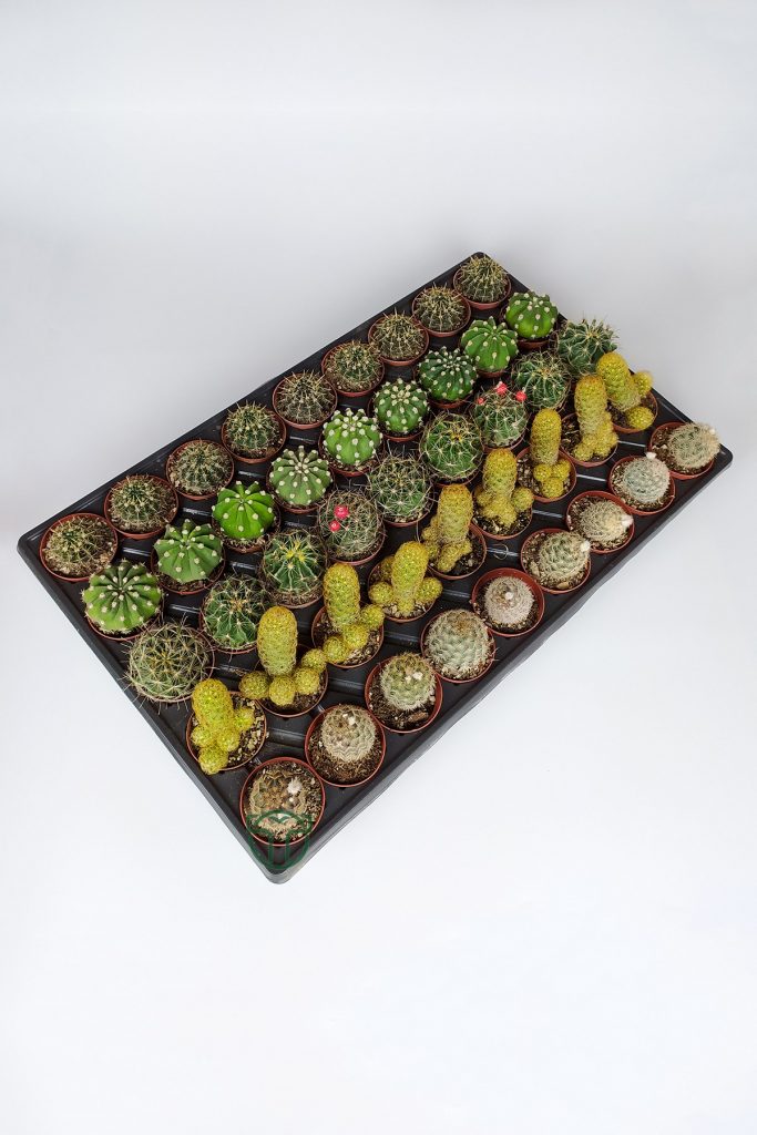 45 Pieces Special Species Cactus Set