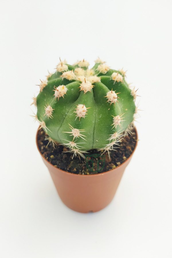 Echinopsis Subdenudata