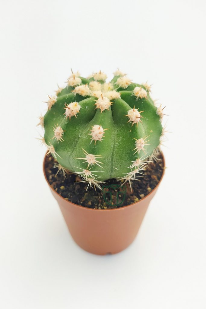 Echinopsis Subdenudata