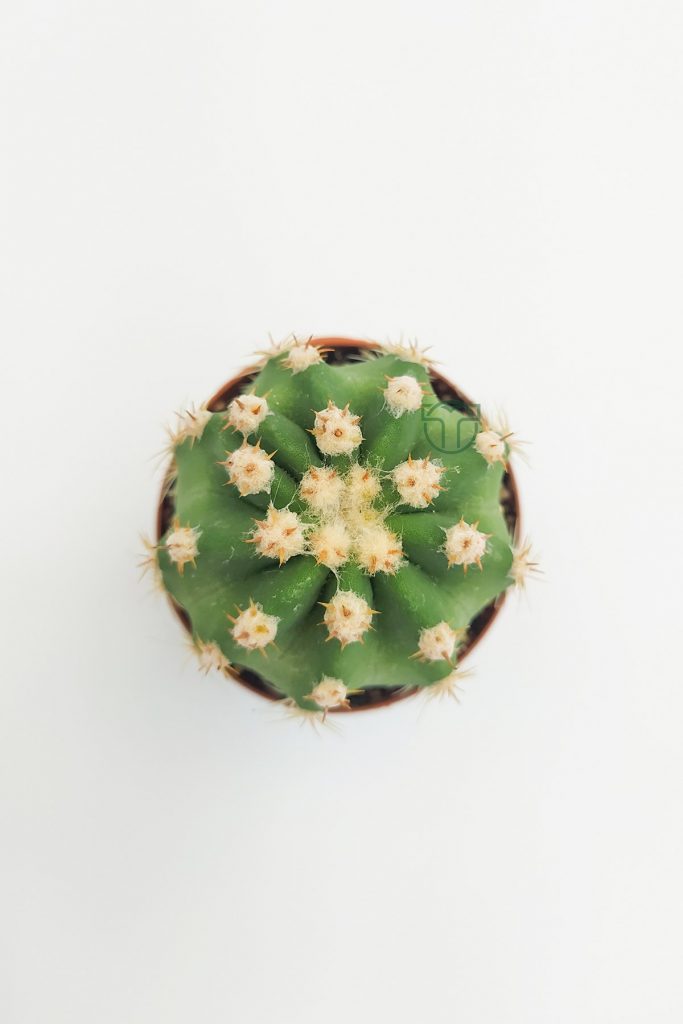 Echinopsis Subdenudata