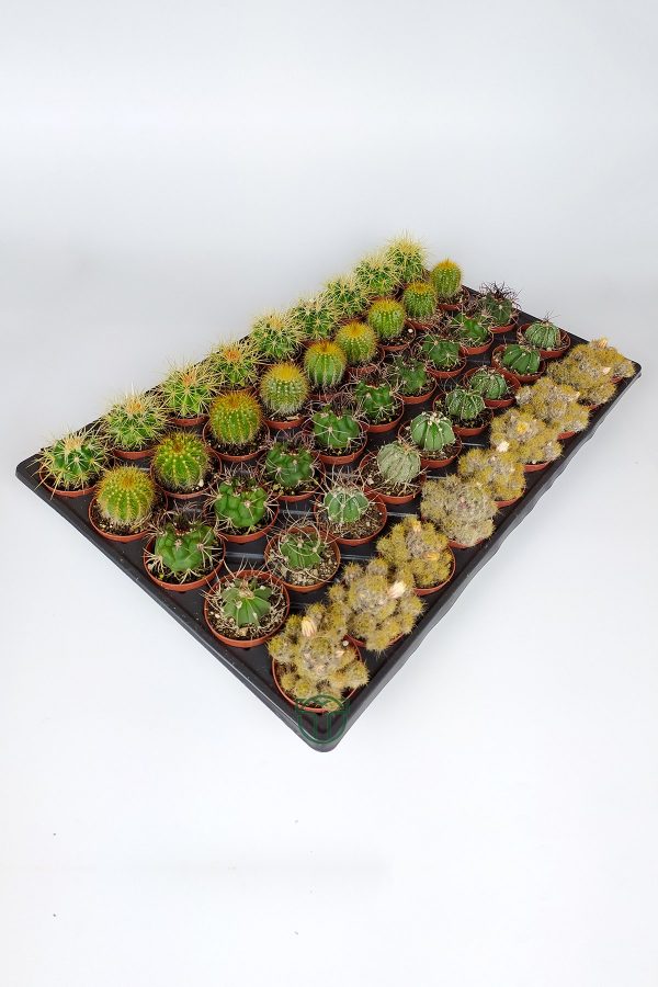 45 special species of cacti