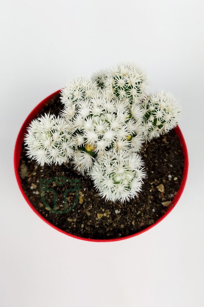 Mammillaria Gracilis Arizona Snowcap Beyaz Kartopu Kaktüs