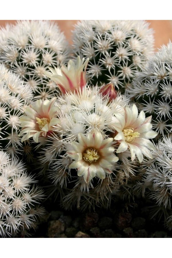 Mammillaria Gracilis Arizona Snowcap Beyaz Kartopu Çiçekli Kaktüs