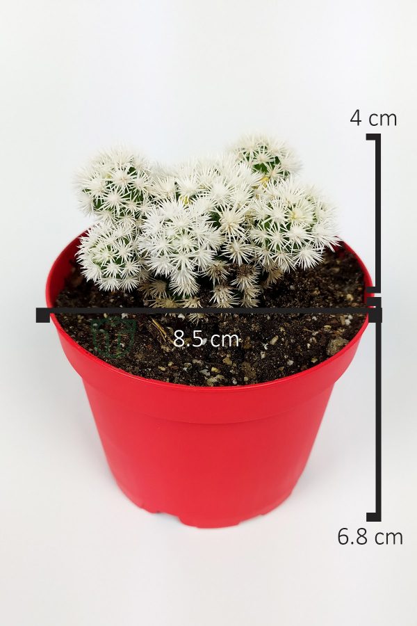 Mammillaria Compressa İthal Kaktüs