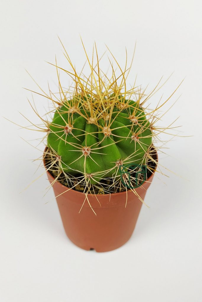 Echinopsis Aurea Kaktüsü