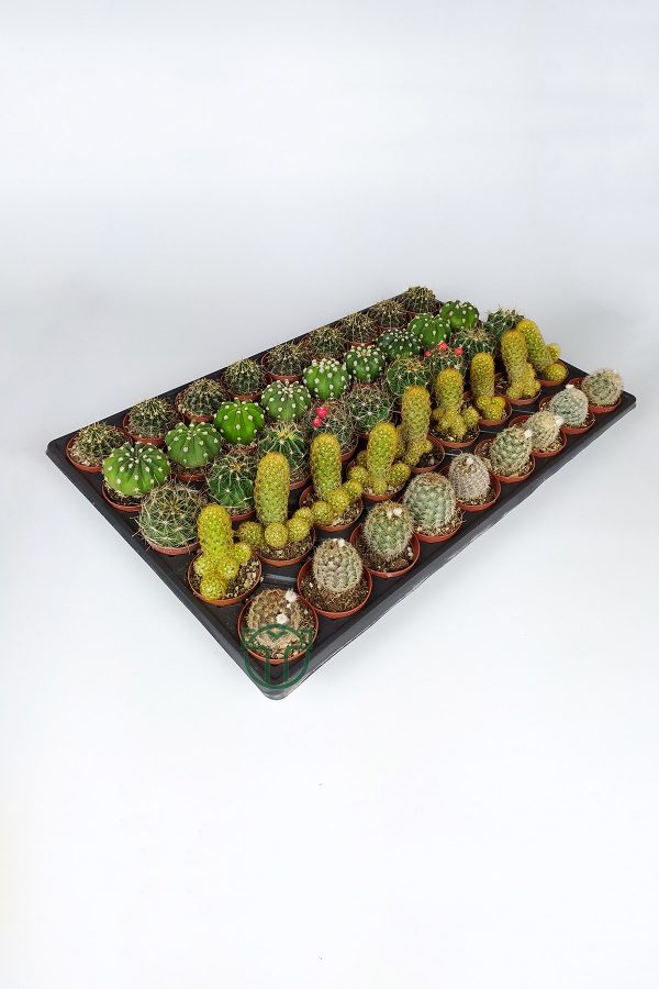 45 Pieces Special Species Cactus Set