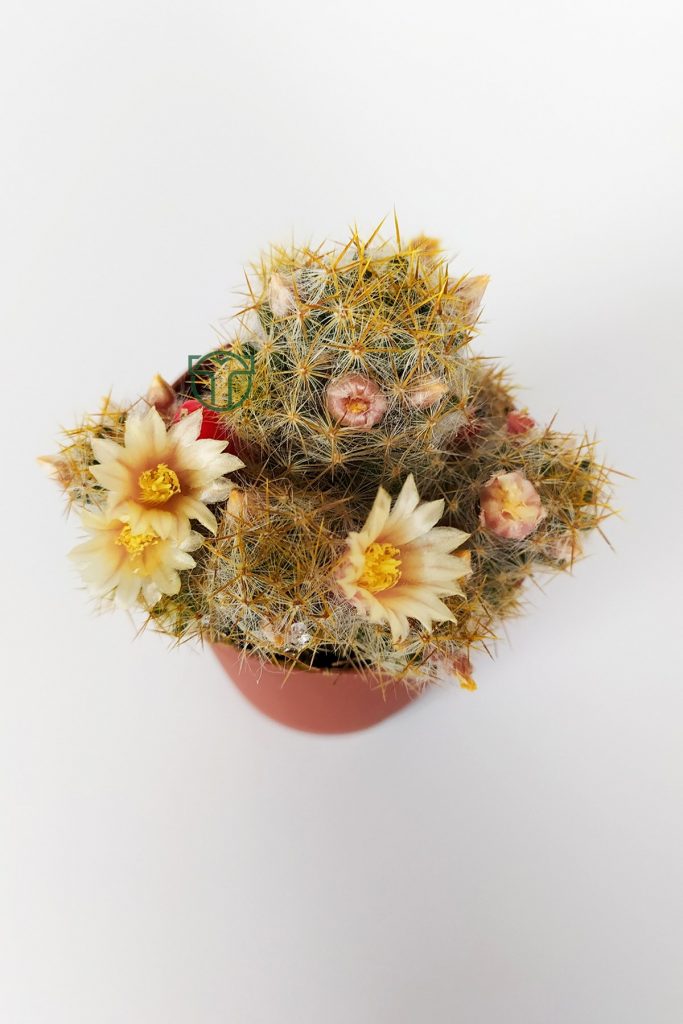 Mammillaria Prolifera çiçek açan kaktüs