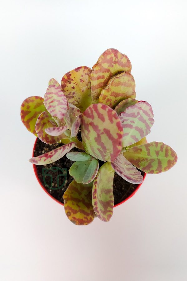 Kalanchoe Humilis Kırmızı Zebra