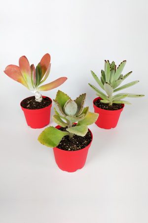 Set of 3 Kalanchoe