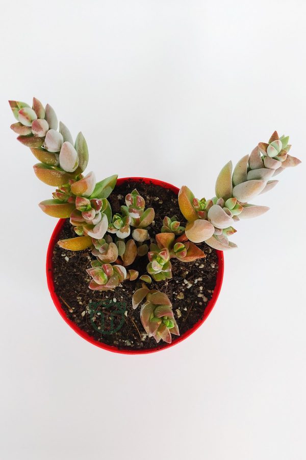 Crassula Moonglow Hybrid Fildişi