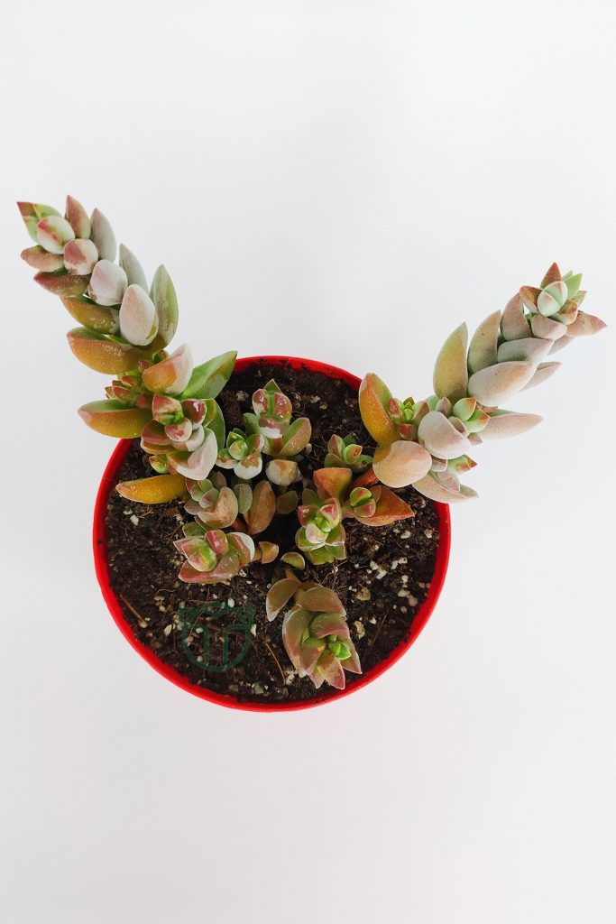 Crassula Moonglow Hybrid Ivory