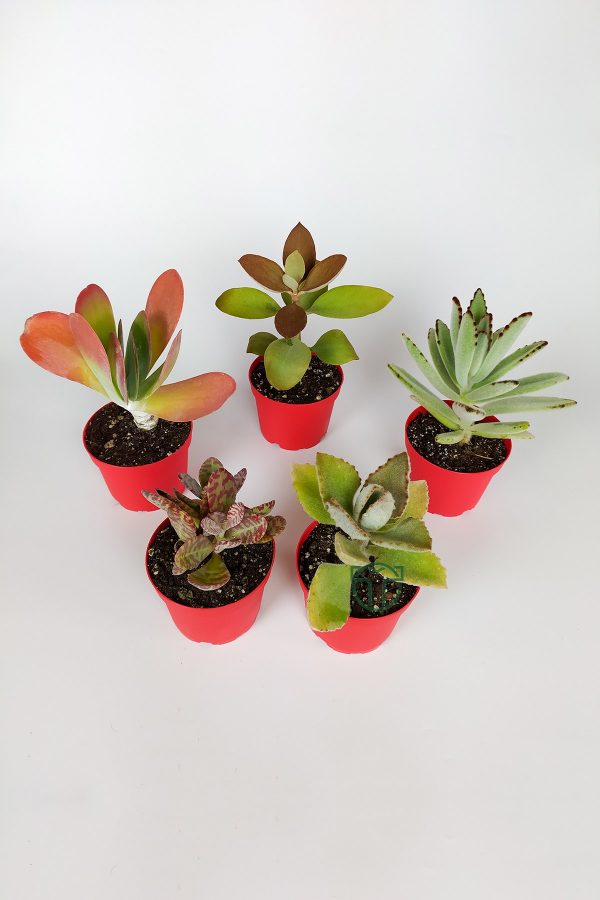 Kalanchoe Çiçeği 5 li Set