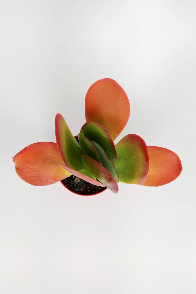 Kalanchoe Thyrsiflora Çöl Lahanası