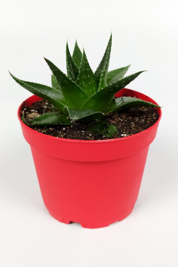 Aloe Cosmo Havorthia