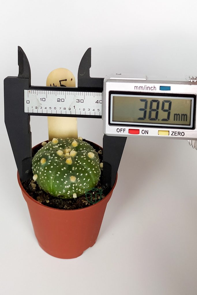 Astrophytum Asterias Super Kabuto