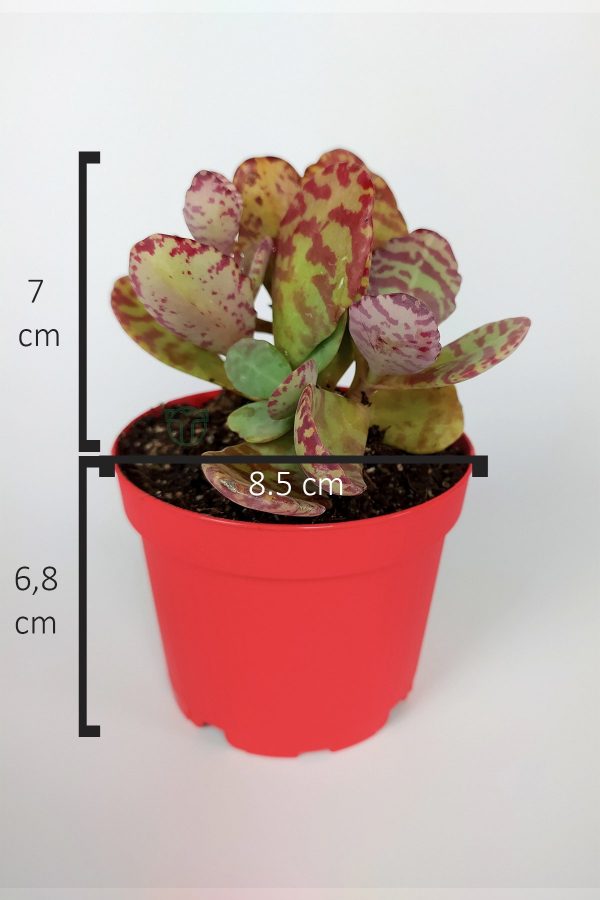 Kalanchoe Humilis Kırmızı Zebra