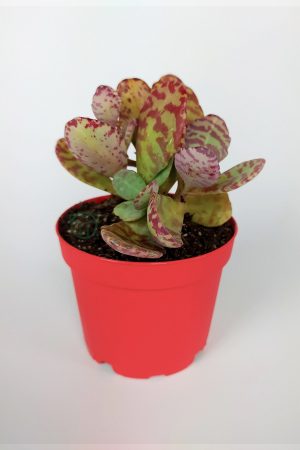 Kalanchoe Humilis