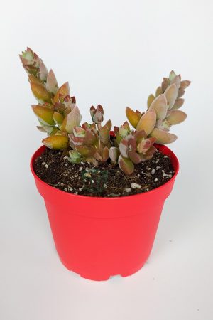 Crassula Moonglow Hybrid Fildişi