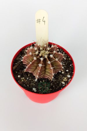 Gymnocalycium Mihanovichii Özel Seri