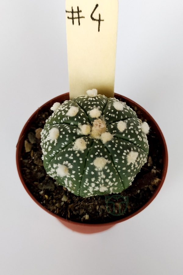 Astrophytum Asterias Super Kabuto