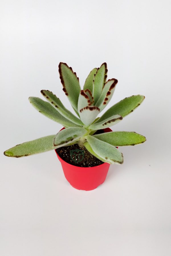 Kalanchoe Tomentosa Panda Plant