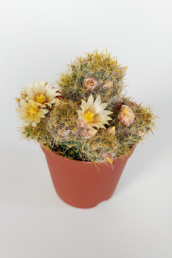 Mammillaria Prolifera with cream flowers