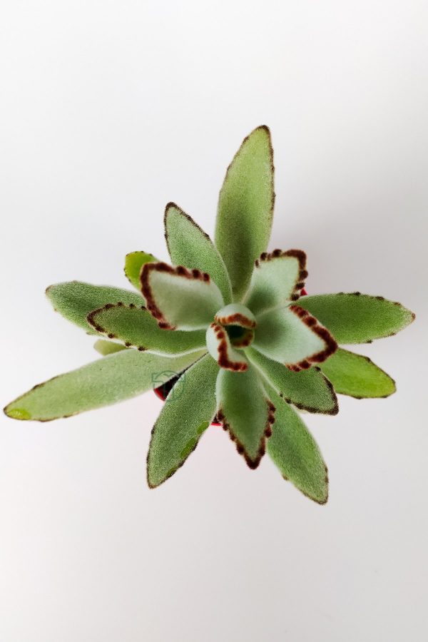 Kalanchoe Tomentosa Panda Bitkisi