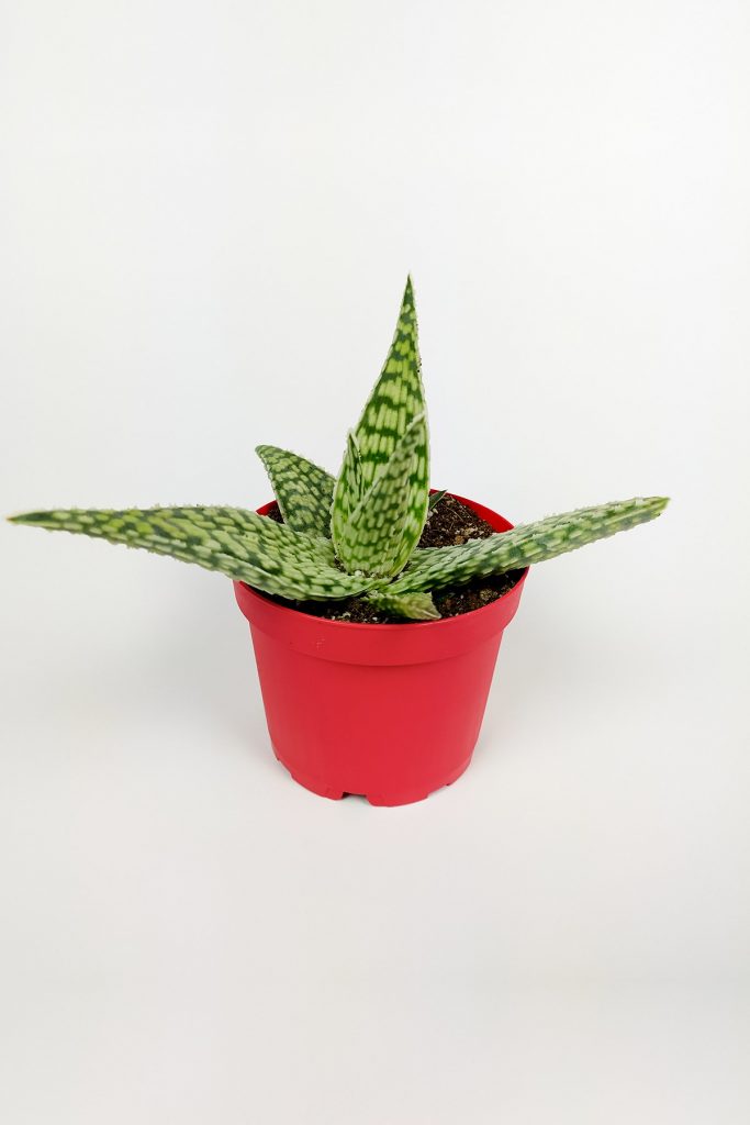 Aloe White Beauty Havorthia