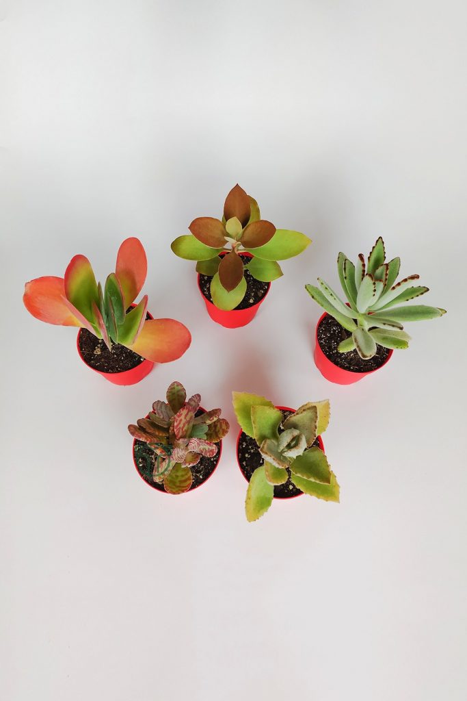 Kalanchoe Flower Set of 5