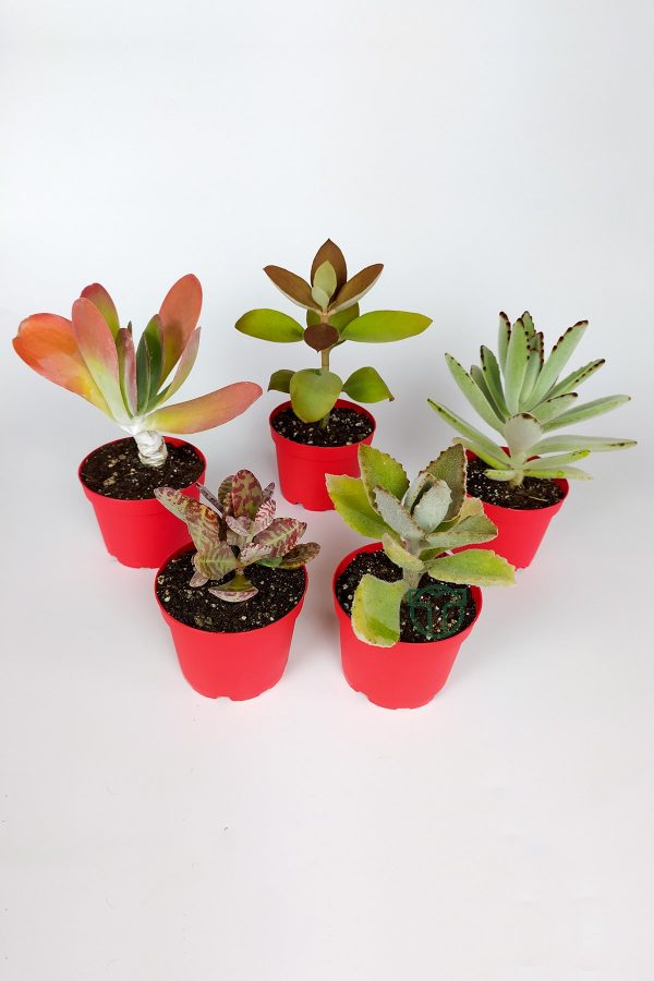 Kalanchoe Çiçeği 5 li Set