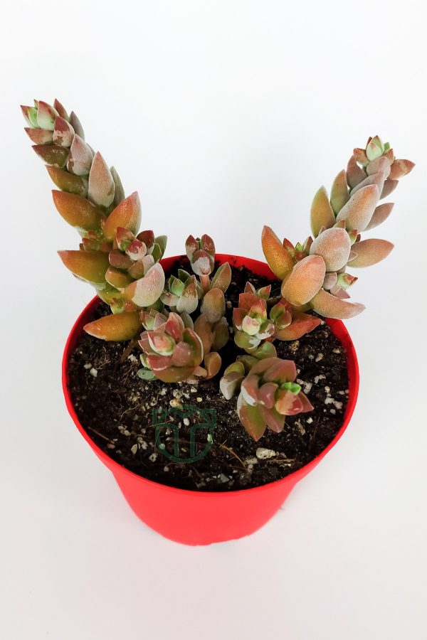 Crassula Moonglow Hybrid Fildişi