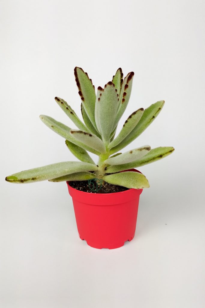 Kalanchoe Tomentosa Panda Plant