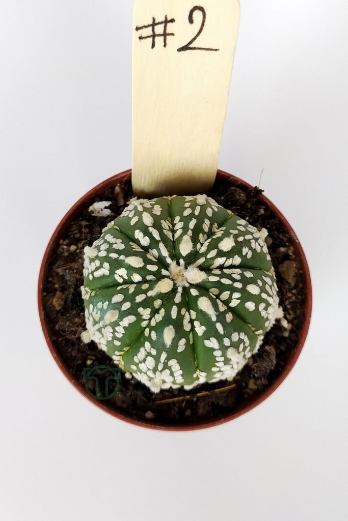 Astrophytum Asterias Super Kabuto