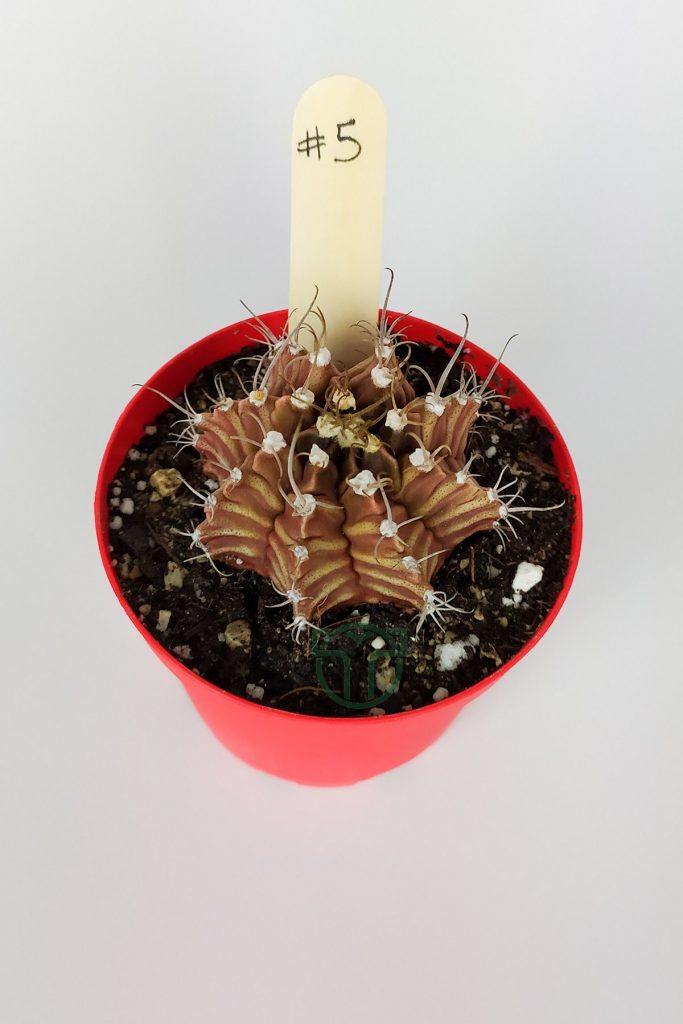 Gymnocalycium Mihanovichii Özel Seri