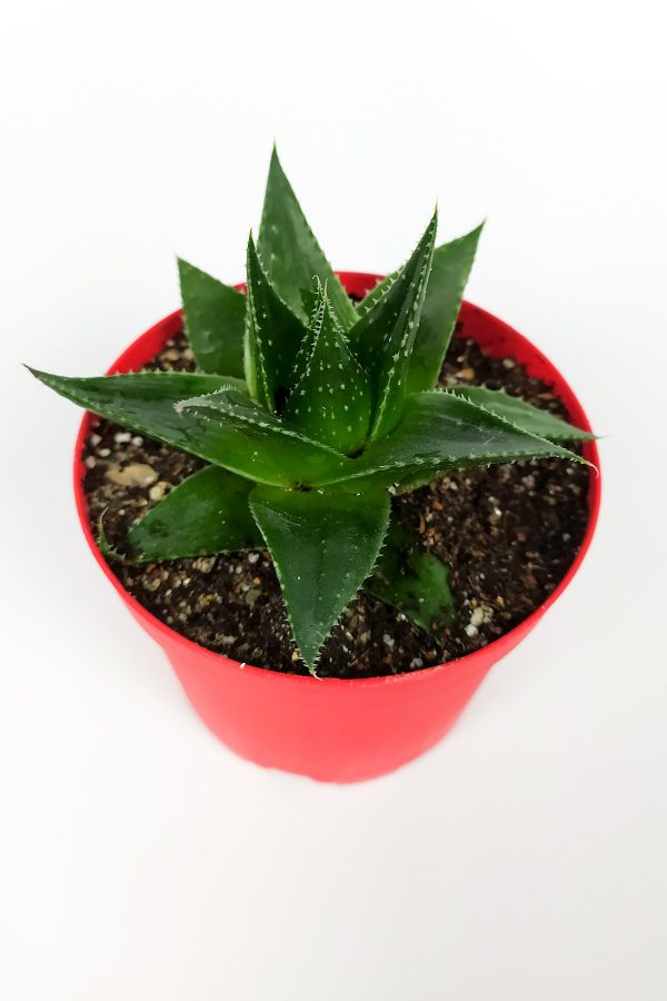 Aloe Cosmo Havorthia Bakımı