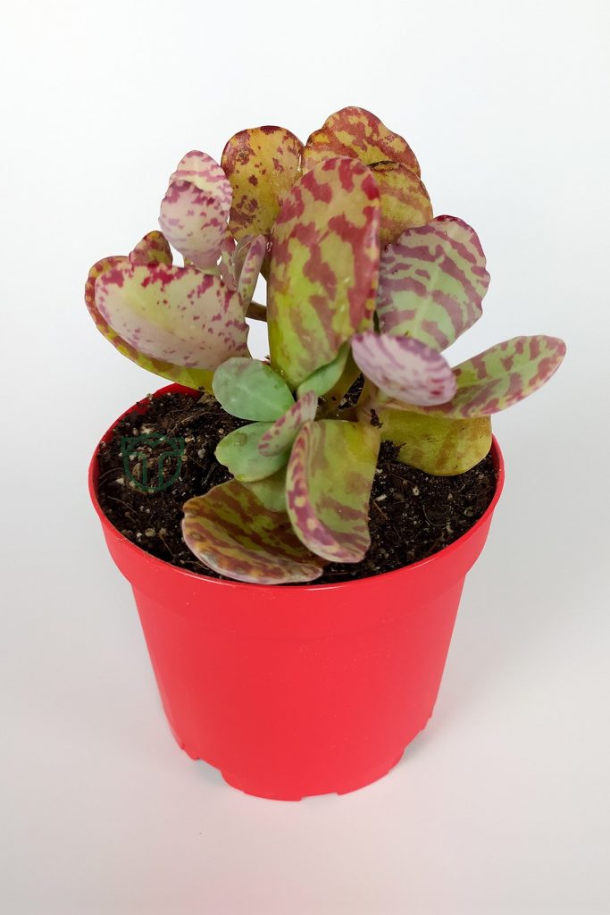 Kalanchoe Humilis Kırmızı Zebra