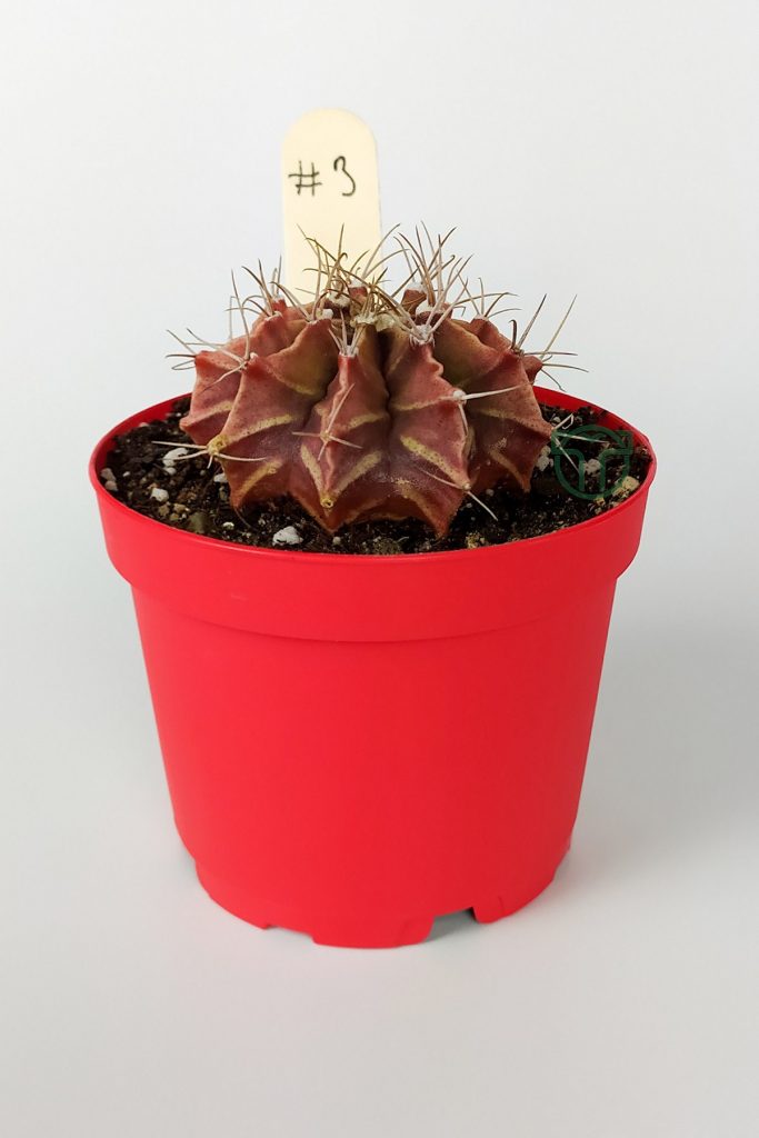 Gymnocalycium Mihanovichii Özel Seri