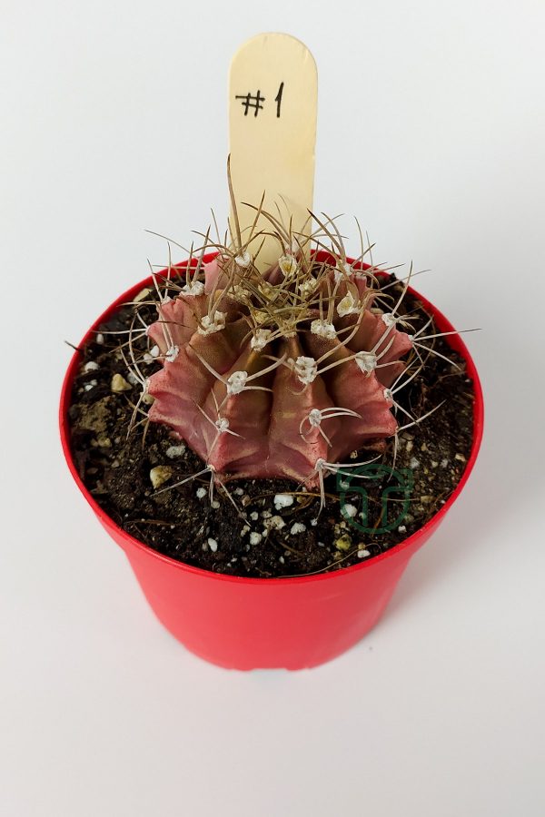 Gymnocalycium Mihanovichii Özel Seri