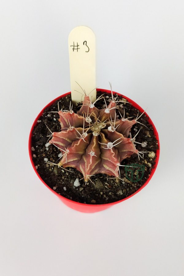 Gymnocalycium Mihanovichii Özel Seri