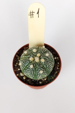 Astrophytum Asterias Super Kabuto